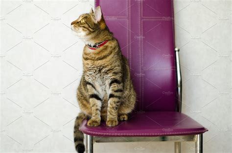 Tabby cat sitting on a chair containing chair, sitting, and on | High-Quality Animal Stock ...