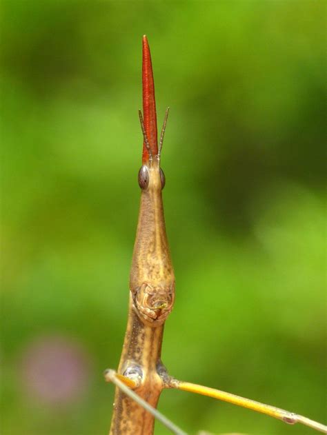 Pin by Valentin Sand on Insectos, Arañas y Bichos | Arthropods, Grasshopper, Insects