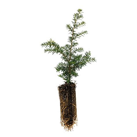 Western Hemlock | Medium Tree Seedling – The Jonsteen Company