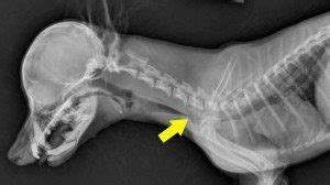 Tracheal Collapse | Texas West Animal Health