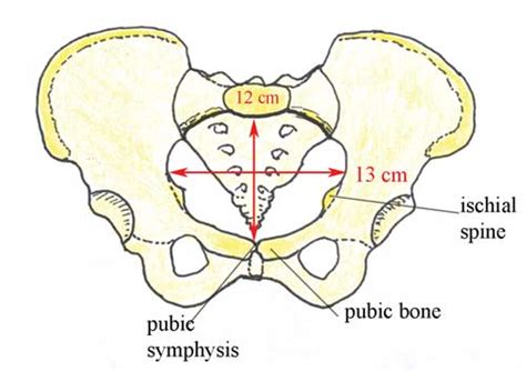 Female Pelvic Anatomy In Pregnancy