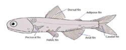 Fish Fins: Types, Modification and Functions | Biology EduCare