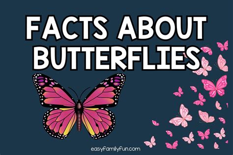 50 Fascinating Facts About Butterflies