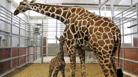 Dallas Zoo's Baby Giraffe's Naming Rights Sold For $50K - ABC News