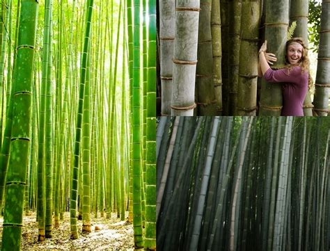 Business Ideas | Small Business Ideas: How to Start a Own Bamboo ...