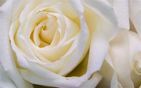 White Rose HD Desktop Wallpapers - Top Free White Rose HD Desktop ...