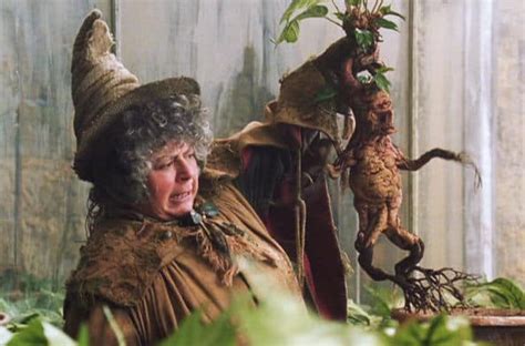 Harry Potter Mandrake