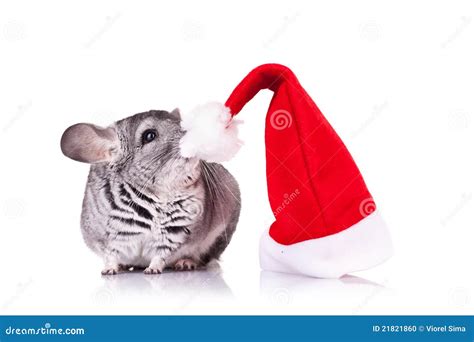 Cute Chinchilla Near a Santa Hat Stock Photo - Image of baby, alert ...