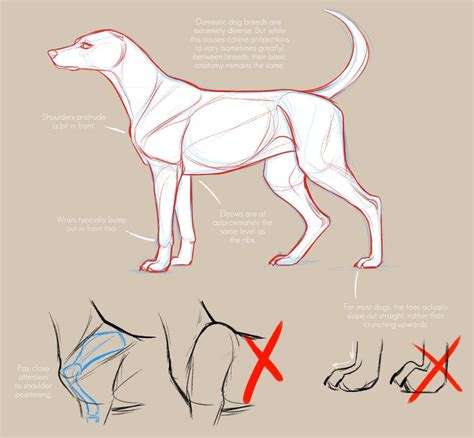 How To Draw Dog Anatomy