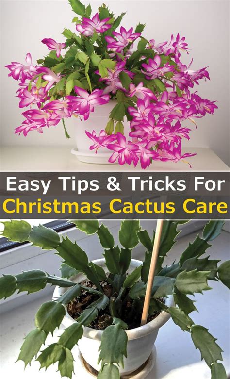 The Definitive Guide to Christmas Cactus Care | Christmas cactus care, Cactus care, Christmas ...