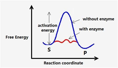 Enzyme Catalysis - Creative Enzymes