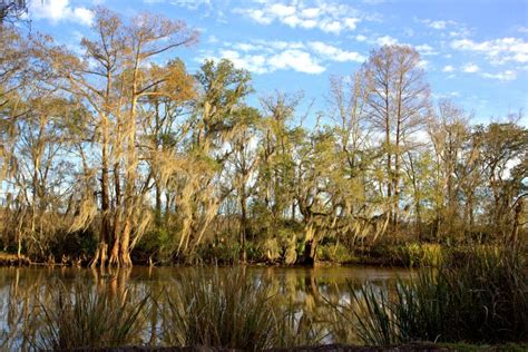 Louisiana Bayou, landscape stock image. Image of wild - 35293089