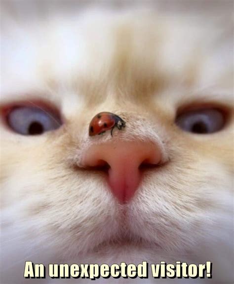 Caturday - Gallery | eBaum's World