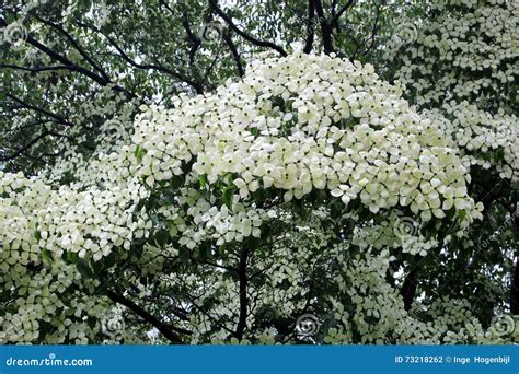 Cream White Blooming Dogwood Trees Stock Photo - Image of blooming, seasons: 73218262