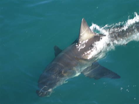 Shark Fin | Great white shark swimming off coast of Gansbaai… | Flickr - Photo Sharing!