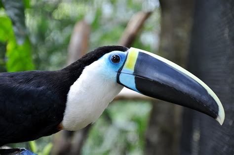 Premium Photo | Toucan in natural landscape