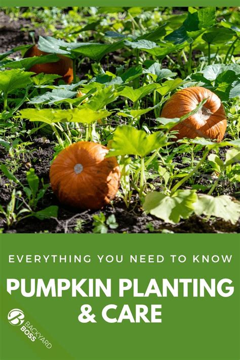 Pumpkin Planting Tips: How to Grow a Pumpkin in 2020 | Growing pumpkins ...