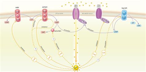 Frontiers | Cross Talk Between Cyclic Nucleotides and Calcium Signaling ...