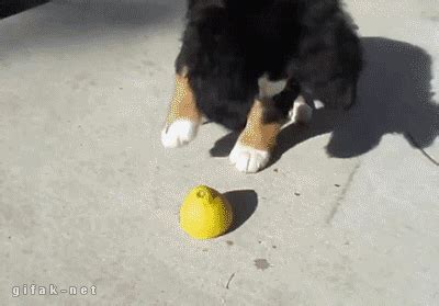 Dog Playing GIF - Find & Share on GIPHY