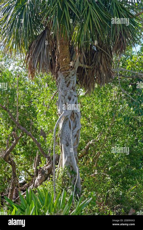 Strangler fig wrapped around host palm tree hi-res stock photography and images - Alamy