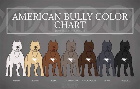 American Bully Color Chart #Blue #Red #Black #Fawn #Chocolate #Champagne #White : r/AmericanBully