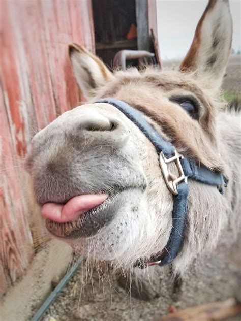 20 Adorable Donkeys That Will Make You Smile - Bouncy Mustard