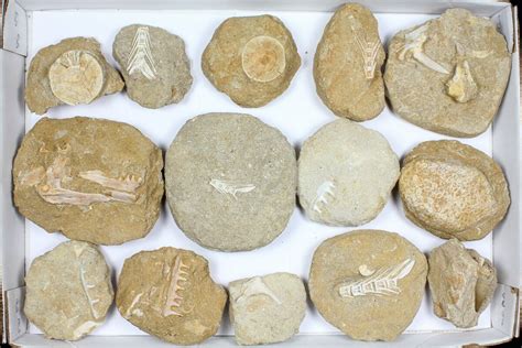 Flat: Cretaceous Marine Vertebrate Fossils - 14 Pieces For Sale (#96114 ...