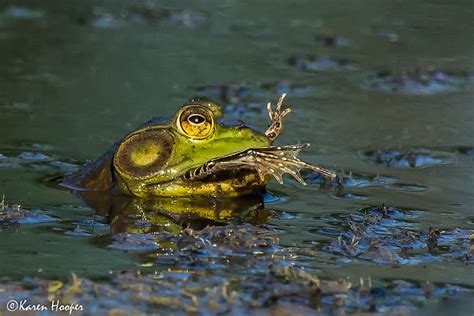 What do bullfrogs and other frogs and salamanders eat?