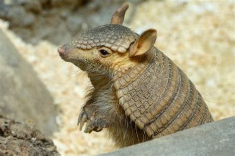 10 Armadillo Predators: What Eats An Armadillo? [2023]