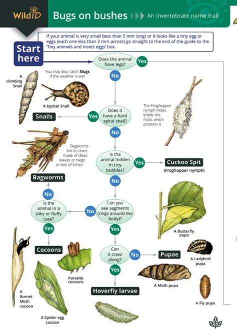 Shieldbugs guide – Field Studies Council