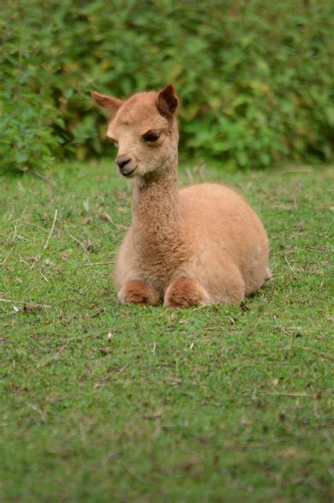 A baby lama! It is so adorable!!! | Cute animals, Cute baby animals ...