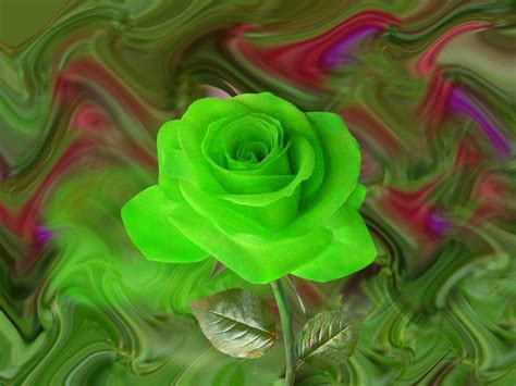 Artline : Free High Quality Wallpapers And Images | Green rose, Beautiful rose flowers, Rose