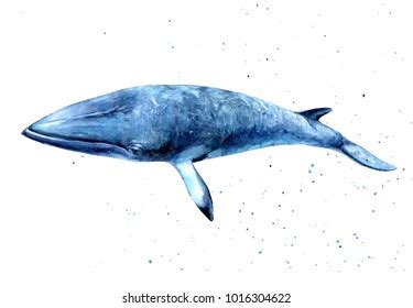 Minke Whale Watercolor Handdraw Illustration Stock Illustration ...