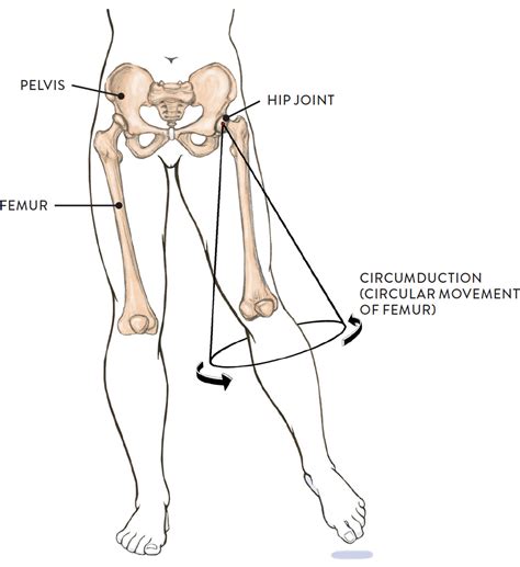 Joints and Joint Movement - Classic Human Anatomy in Motion: The Artist ...