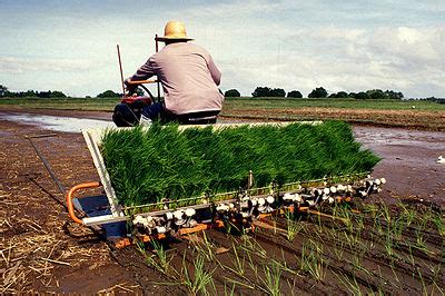 Where Can I See A Rice Planting Machine In Nigeria To Buy ? - Agriculture - Nigeria