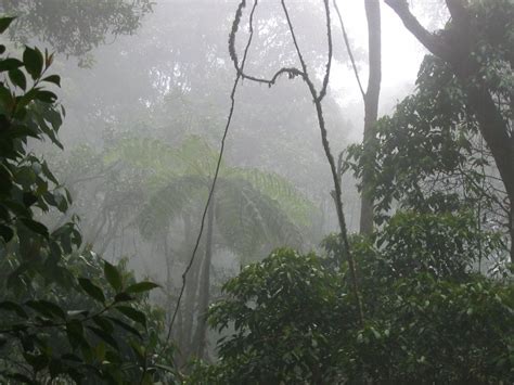 El gris panorama de los bosques de niebla en Cundinamarca | Colombia