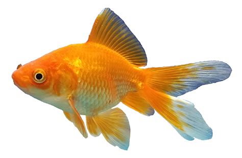 Goldfish Free Download PNG HD Transparent HQ PNG Download | FreePNGImg