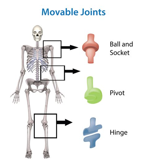 hinge joints examples | 3rd Skeletal System | Pinterest | Body systems, School and Activities