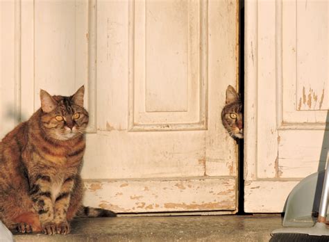 Free Images : house, cute, porch, looking, portrait, tabby, door, relaxing, pets, kitty, furry ...