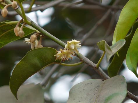 Bakul (Hindi: बकुल) | Sapotaceae (sapota family) » Mimusops … | Flickr