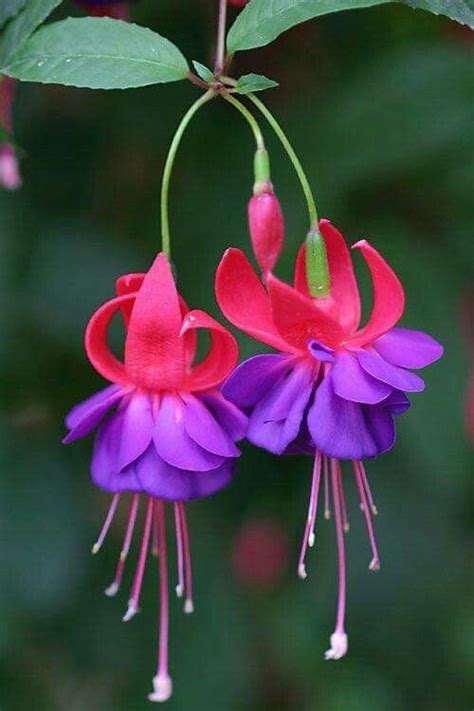Naturaleza perfecta. Fuchsia. | Beautiful flowers, Unusual flowers, Fuchsia plant
