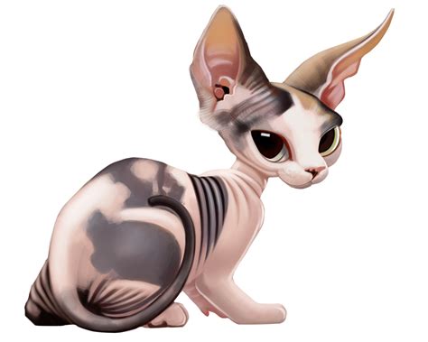 Sphynx Cat/Kitten | Sphynxlair