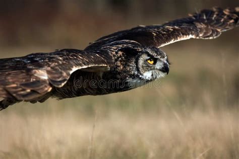 Great Horned Owl Hunting stock photo. Image of outdoors - 12438242