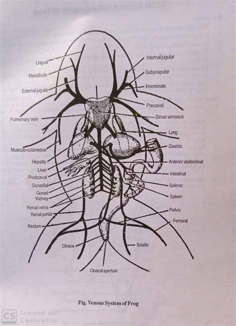 Frog Circulatory System Diagram