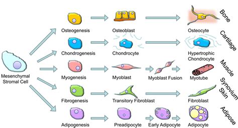 Frontiers | Glucocorticoid-Induced Osteoporosis – A Disorder of ...