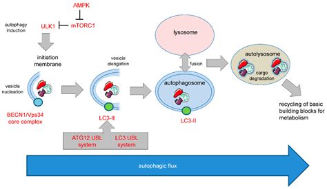 Autophagy in Cancer Cell Death | Encyclopedia MDPI