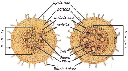 Perbedaan Akar Dikotil dan Monokotil - Info Pendidikan dan Biologi