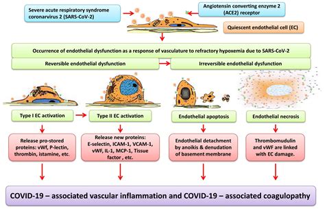 Endothelial dysfunction contributes to COVID-19-associated vascular ...