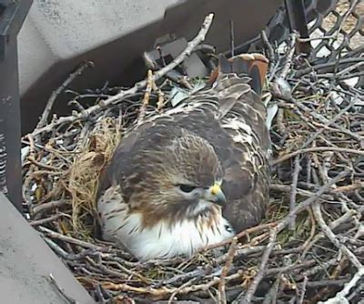 The Greenbelt: Red-tailed hawk nesting