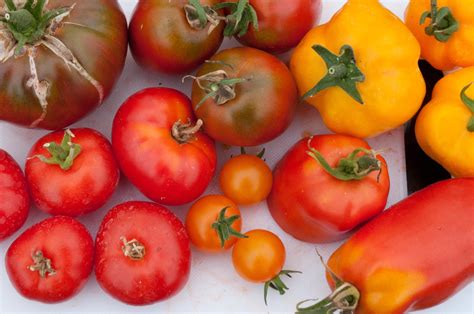 choosing tomato varieties | Out of my shed